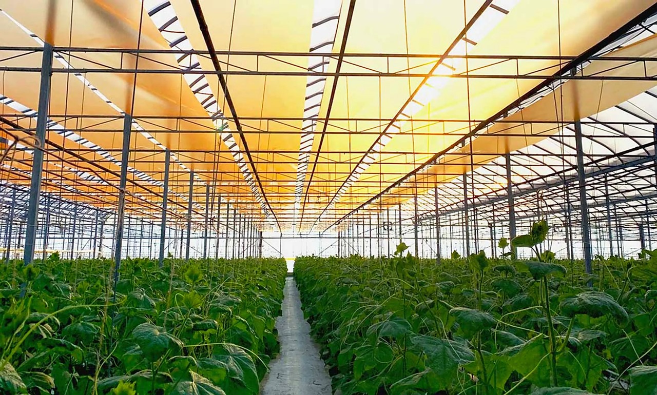 Production and Application of Water with Silicon Quantum Dots in Agriculture for Enhancing Photosynthesis and the Role of Hydrogen Polyoxides
